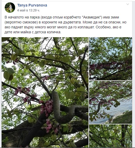 змии, аспарухово
